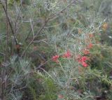 Grevillea pinaster