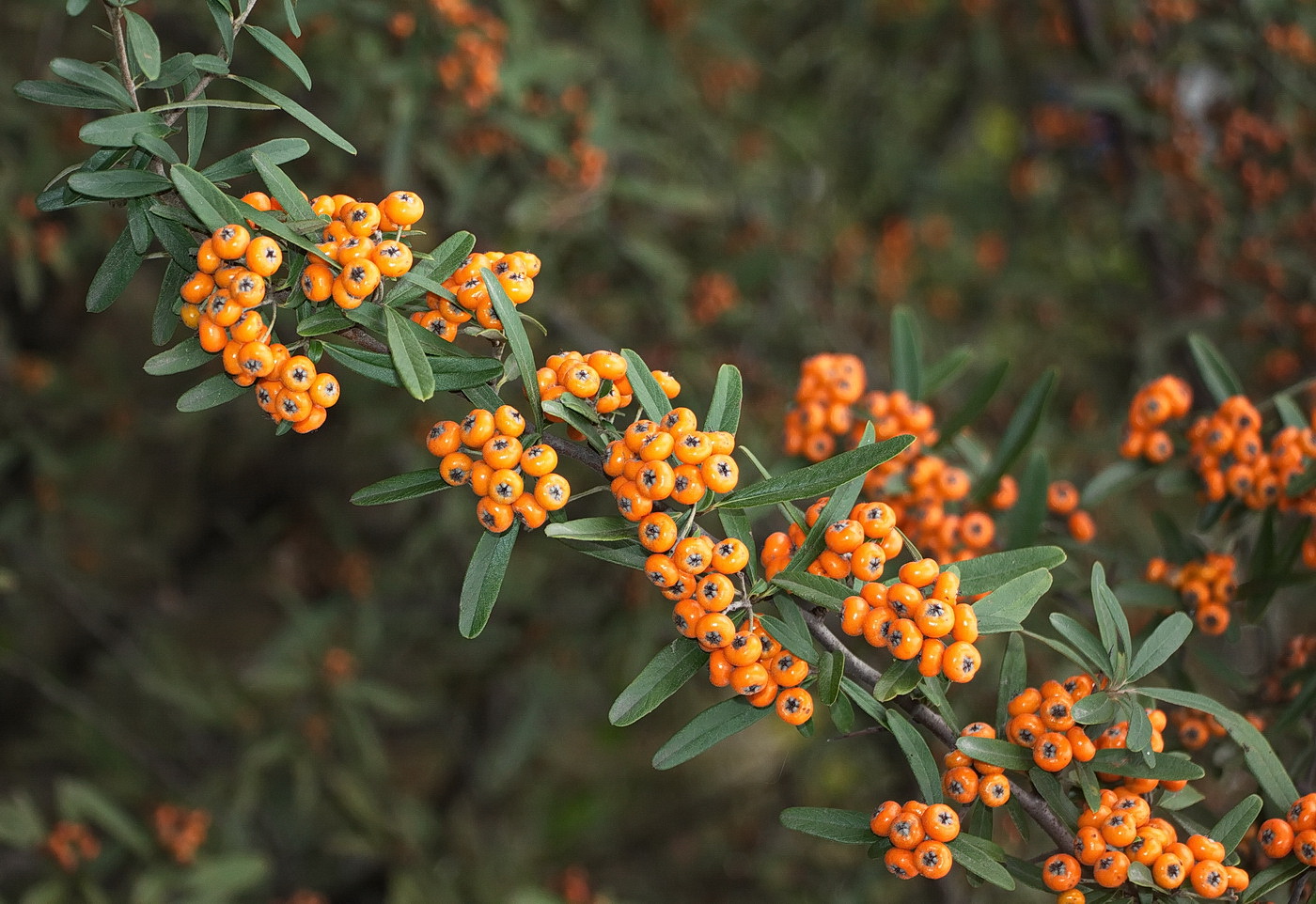 Image of Pyracantha angustifolia specimen.