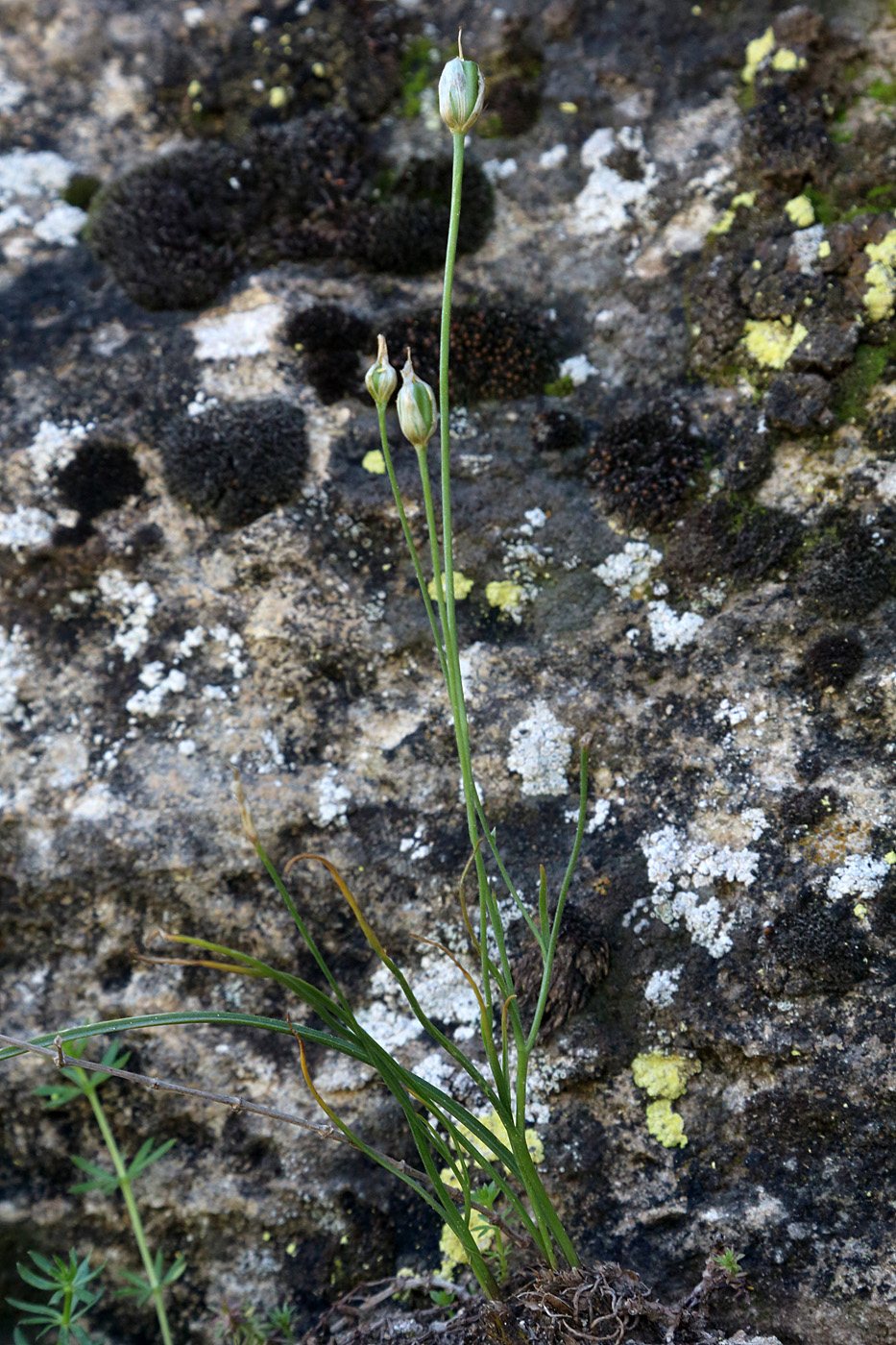 Image of Gagea calantha specimen.