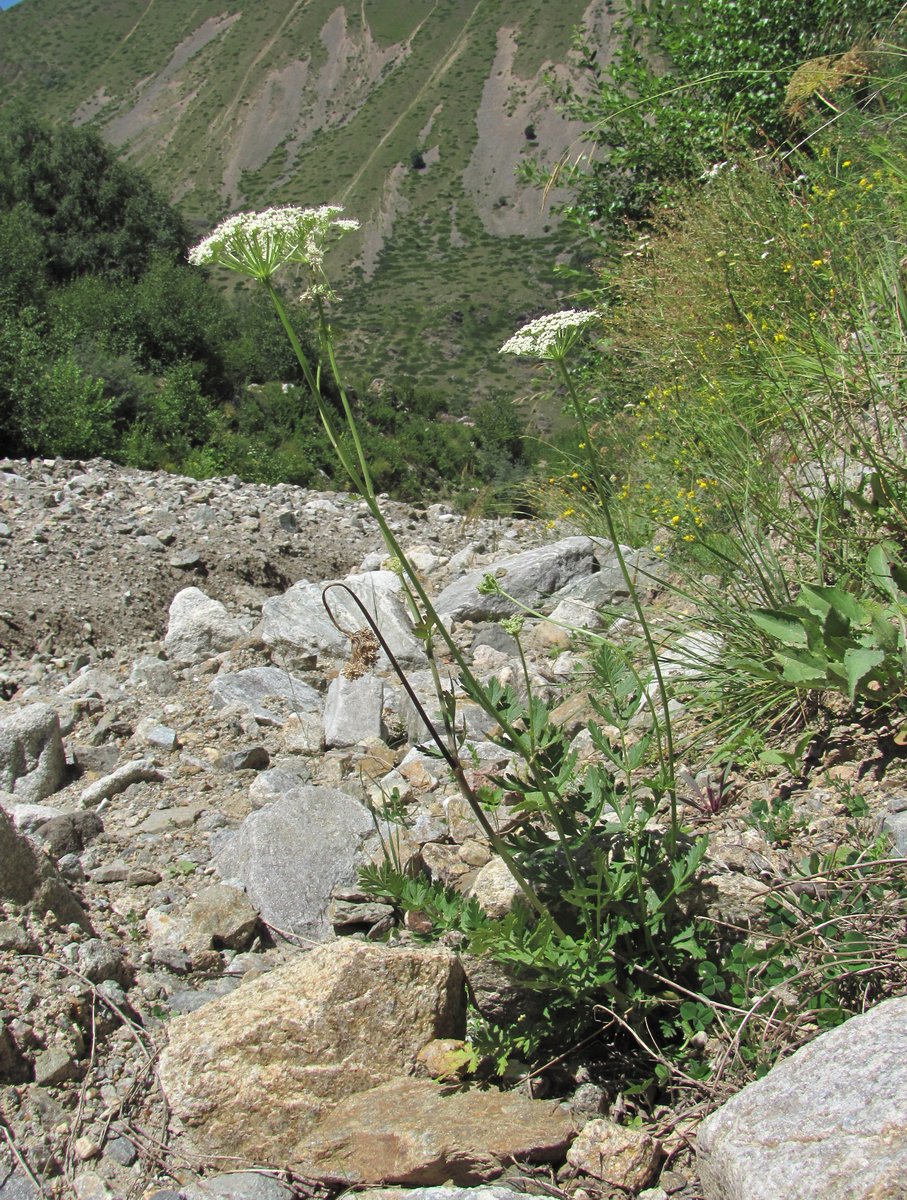 Image of familia Apiaceae specimen.