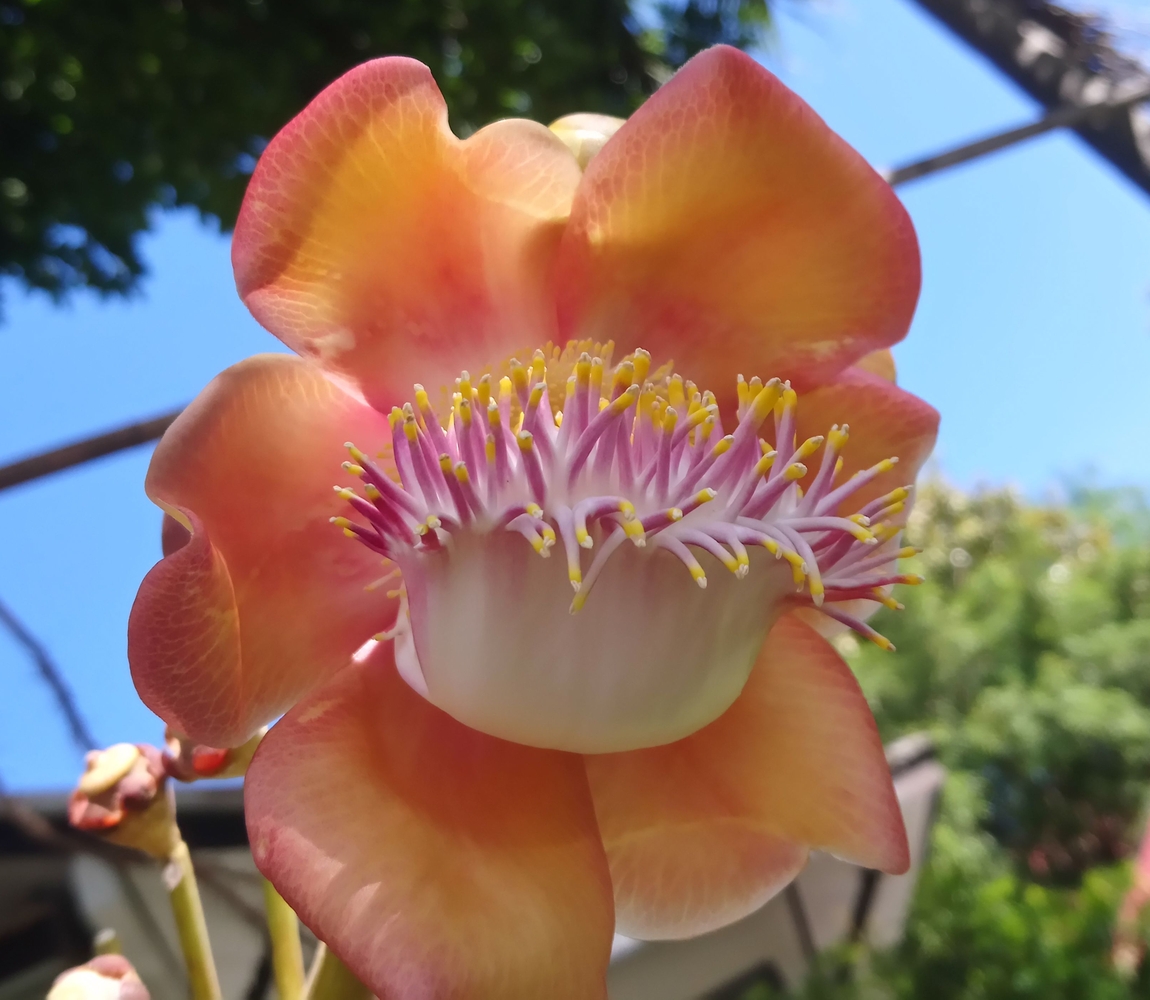 Изображение особи Couroupita guianensis.