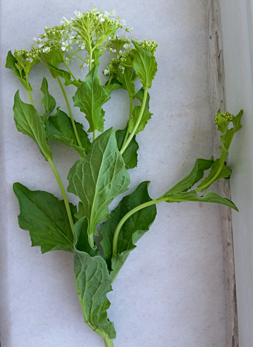 Image of Cardaria draba specimen.