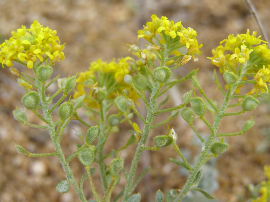 Image of Odontarrhena tortuosa specimen.