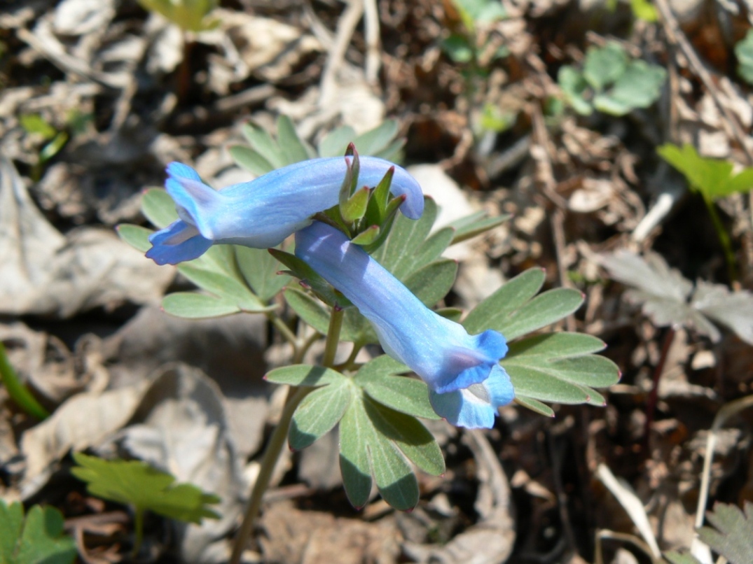 Изображение особи Corydalis turtschaninovii.