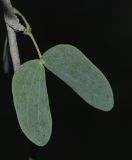 Lysiphyllum gilvum