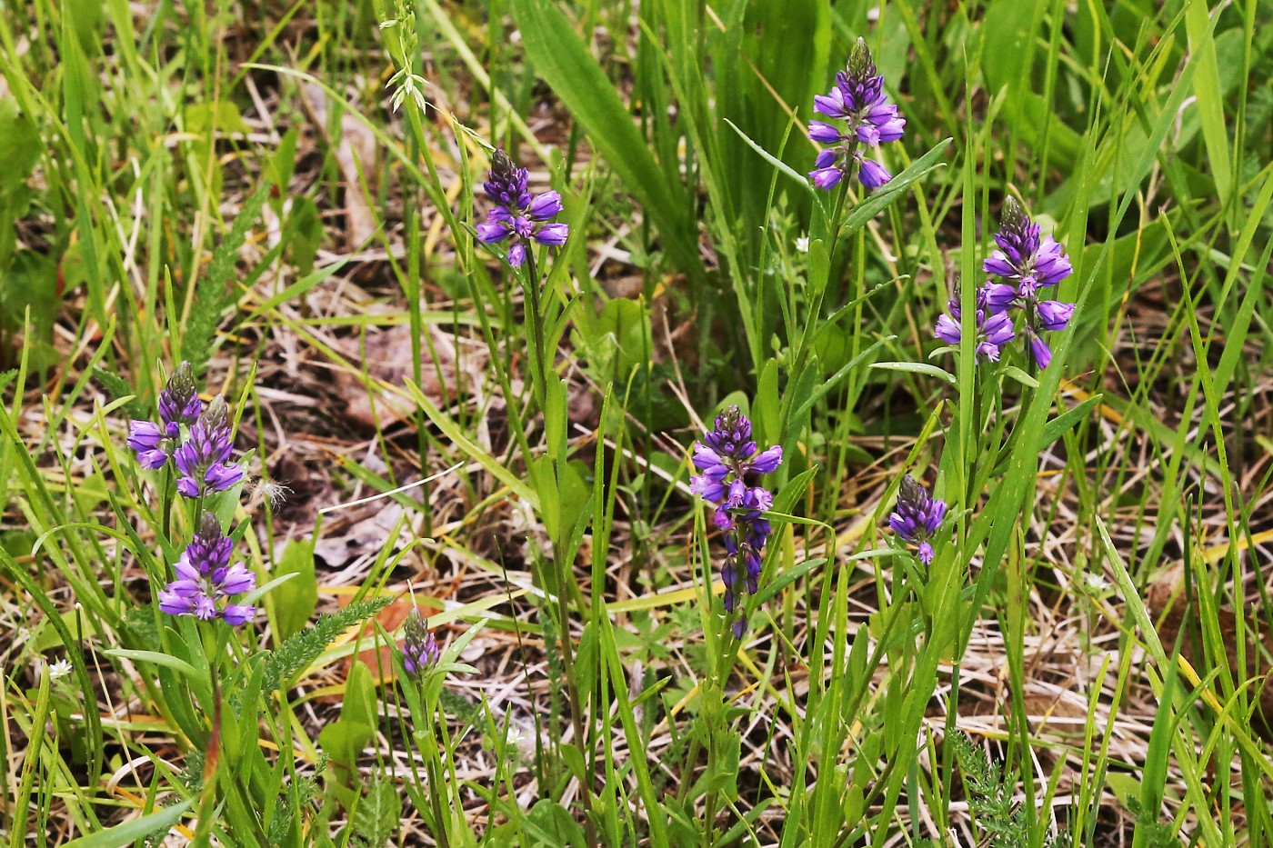 Image of Polygala comosa specimen.