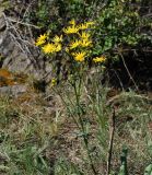 Senecio jacobaea