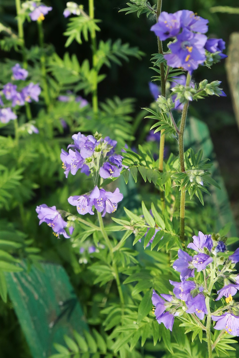 Image of Polemonium caeruleum specimen.