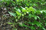 Polygonatum glaberrimum