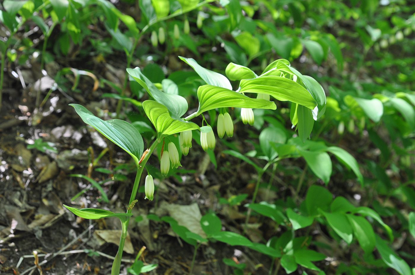 Image of Polygonatum glaberrimum specimen.