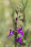 род Delphinium. Часть соцветия с раскрывшимися цветками и бутонами. Ростовская обл., Каменский р-н, окр. хут. Масаловка, рудеральное местообитание. 27.05.2018.