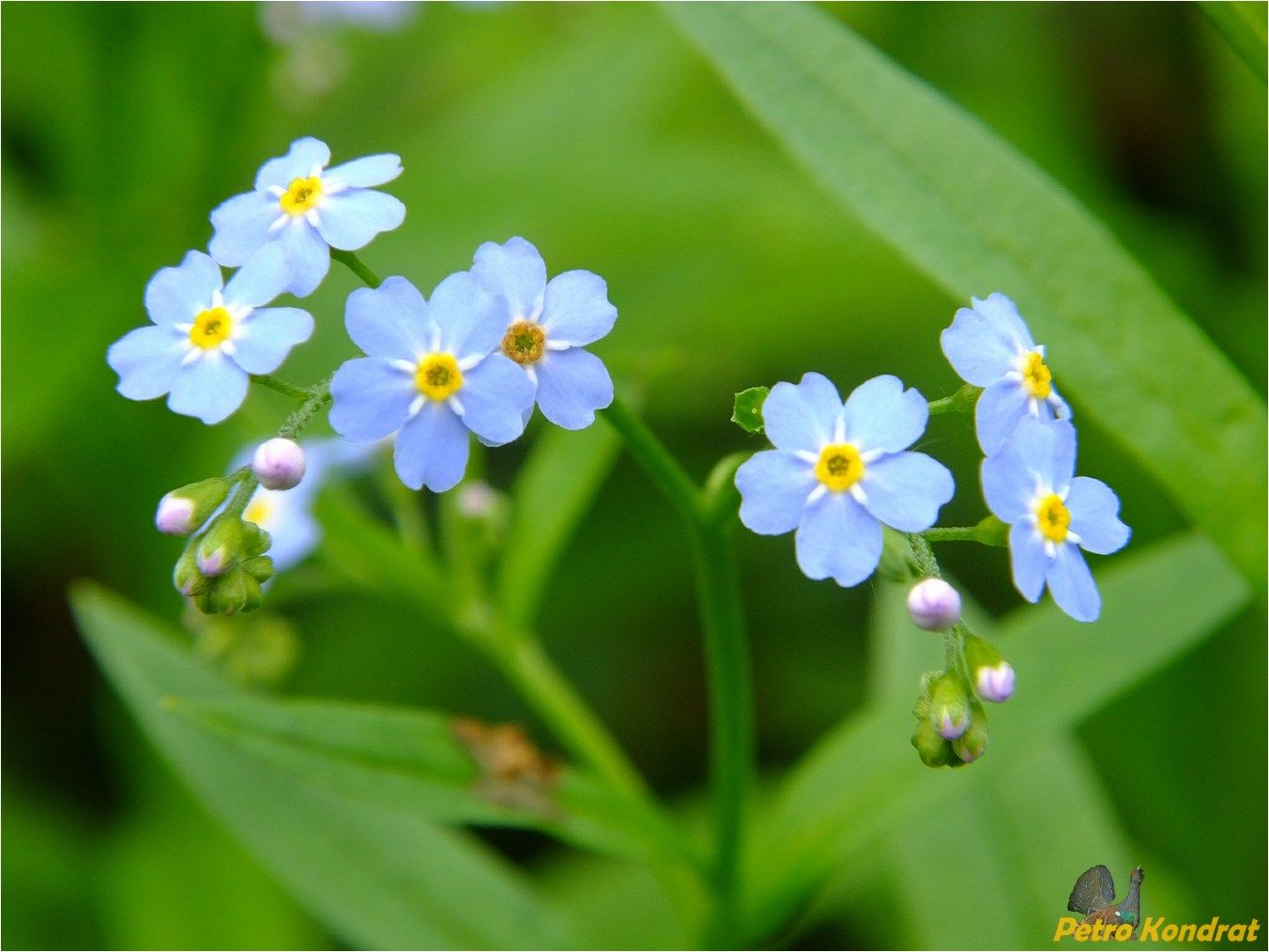 Изображение особи Myosotis palustris.