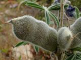 Lupinus pilosus