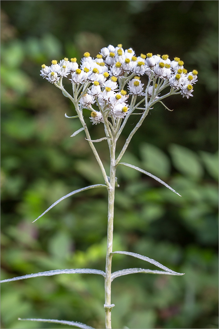 Изображение особи Anaphalis margaritacea.