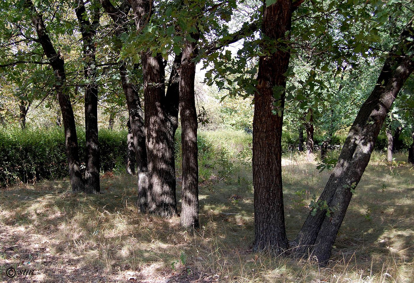 Изображение особи Quercus robur.