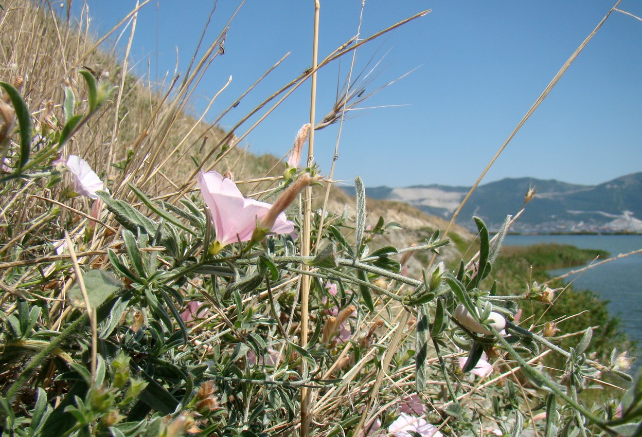 Изображение особи Convolvulus cantabrica.