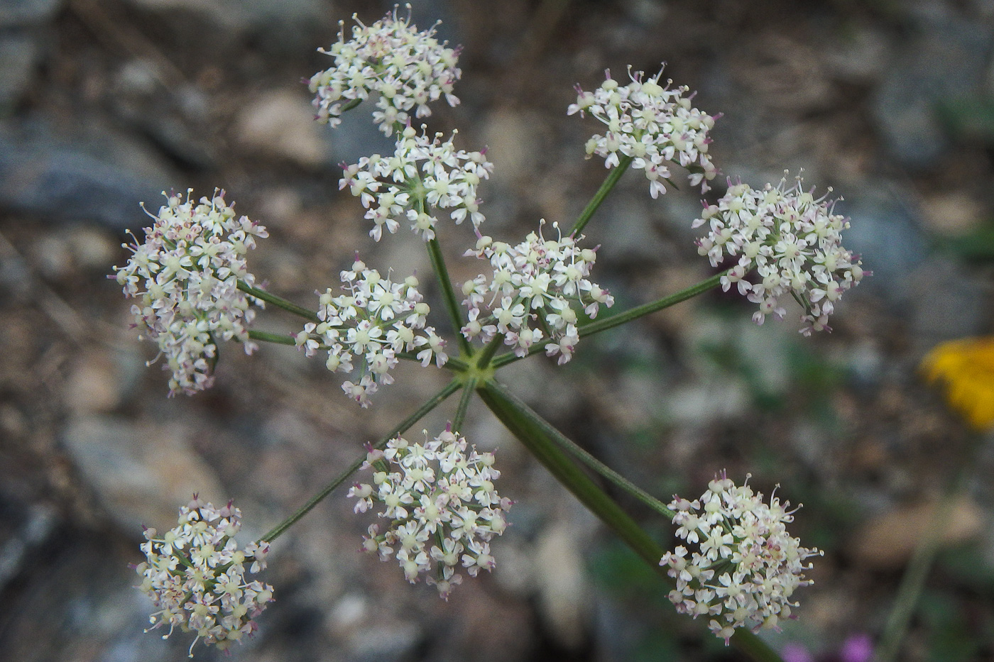 Image of Seseli alpinum specimen.