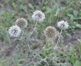 Echinops sphaerocephalus