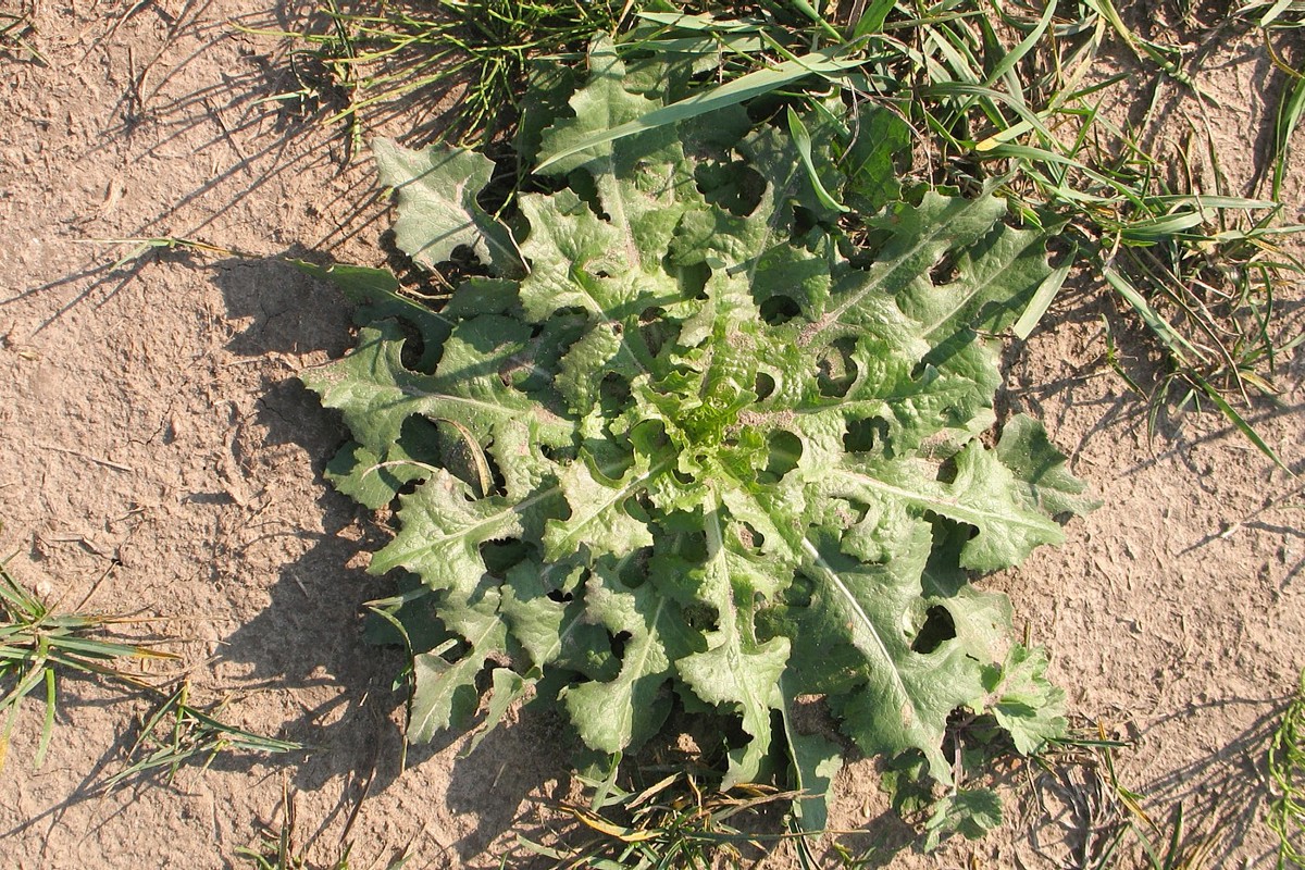 Image of Sonchus asper specimen.