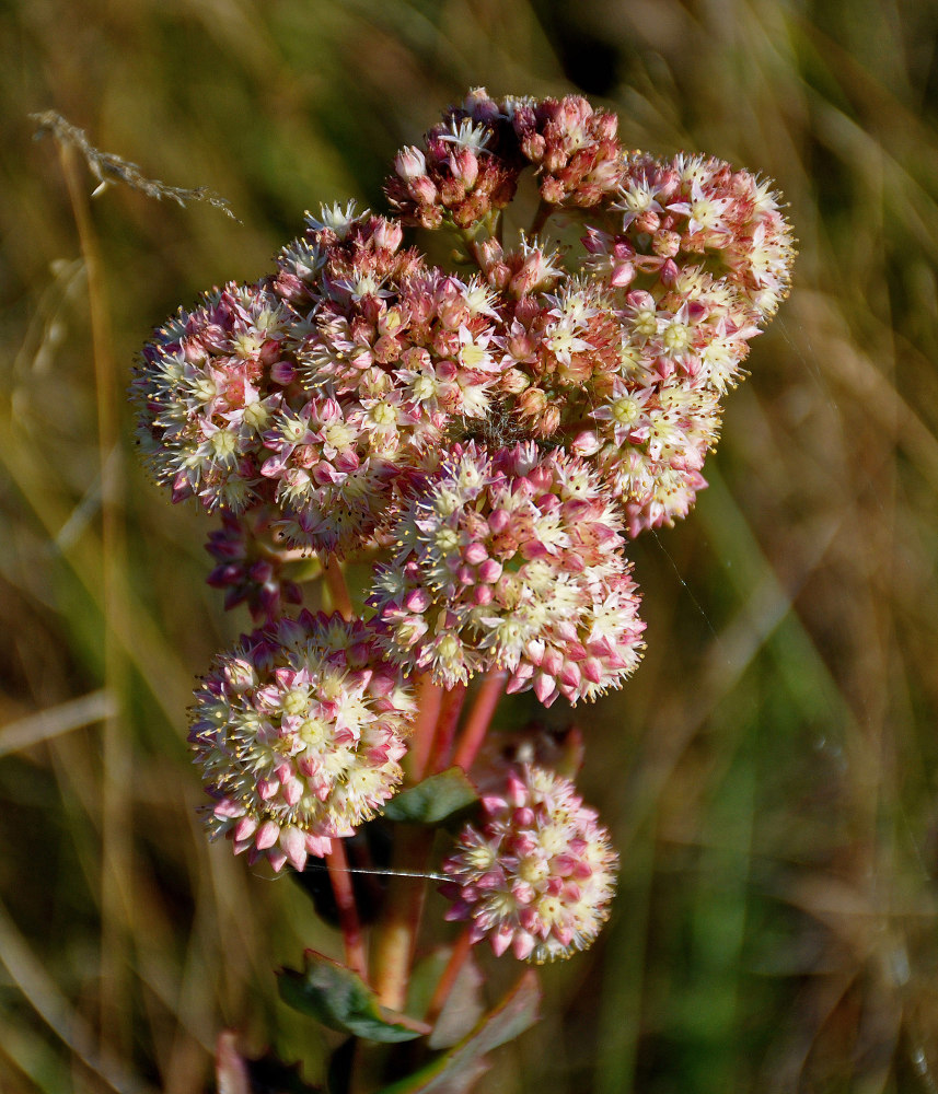 Image of Hylotelephium maximum specimen.