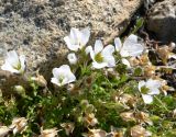 Minuartia macrocarpa