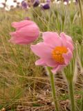 Pulsatilla patens