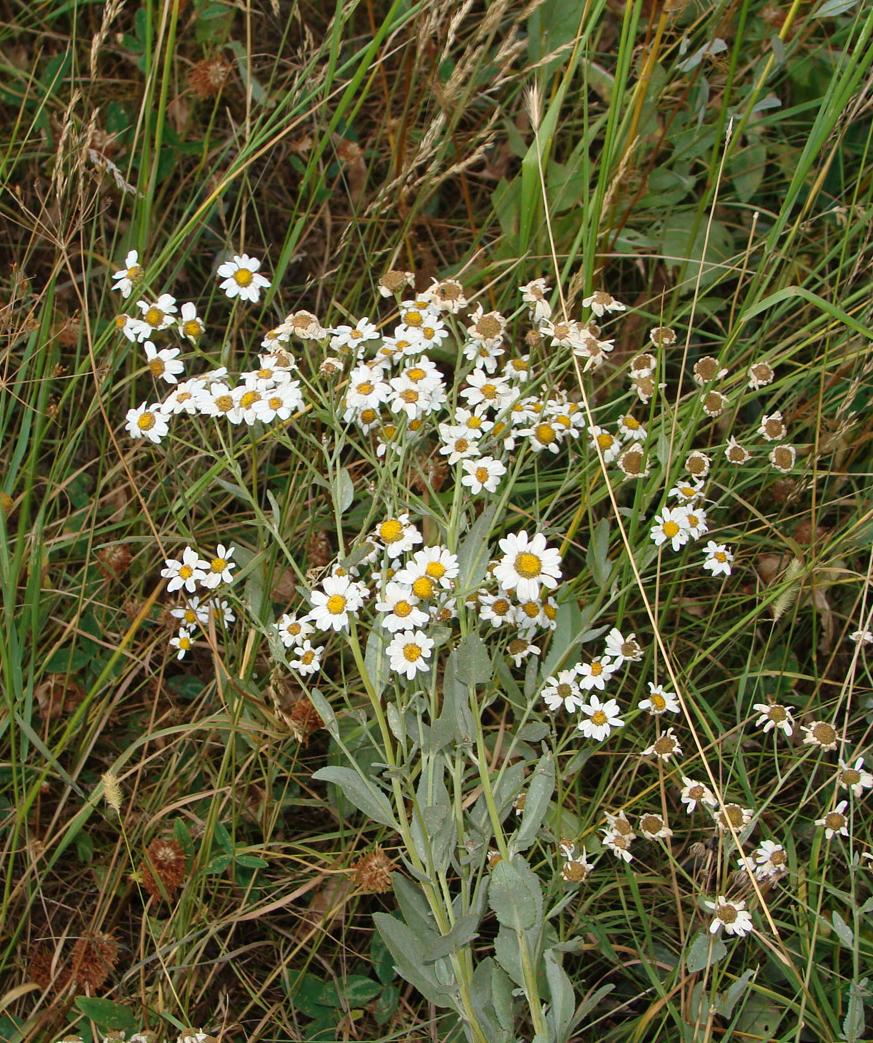 Image of Pyrethrum balsamitoides specimen.