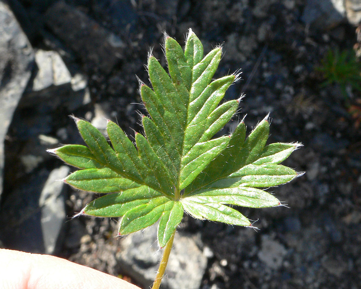 Image of genus Potentilla specimen.