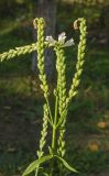 Physostegia virginiana