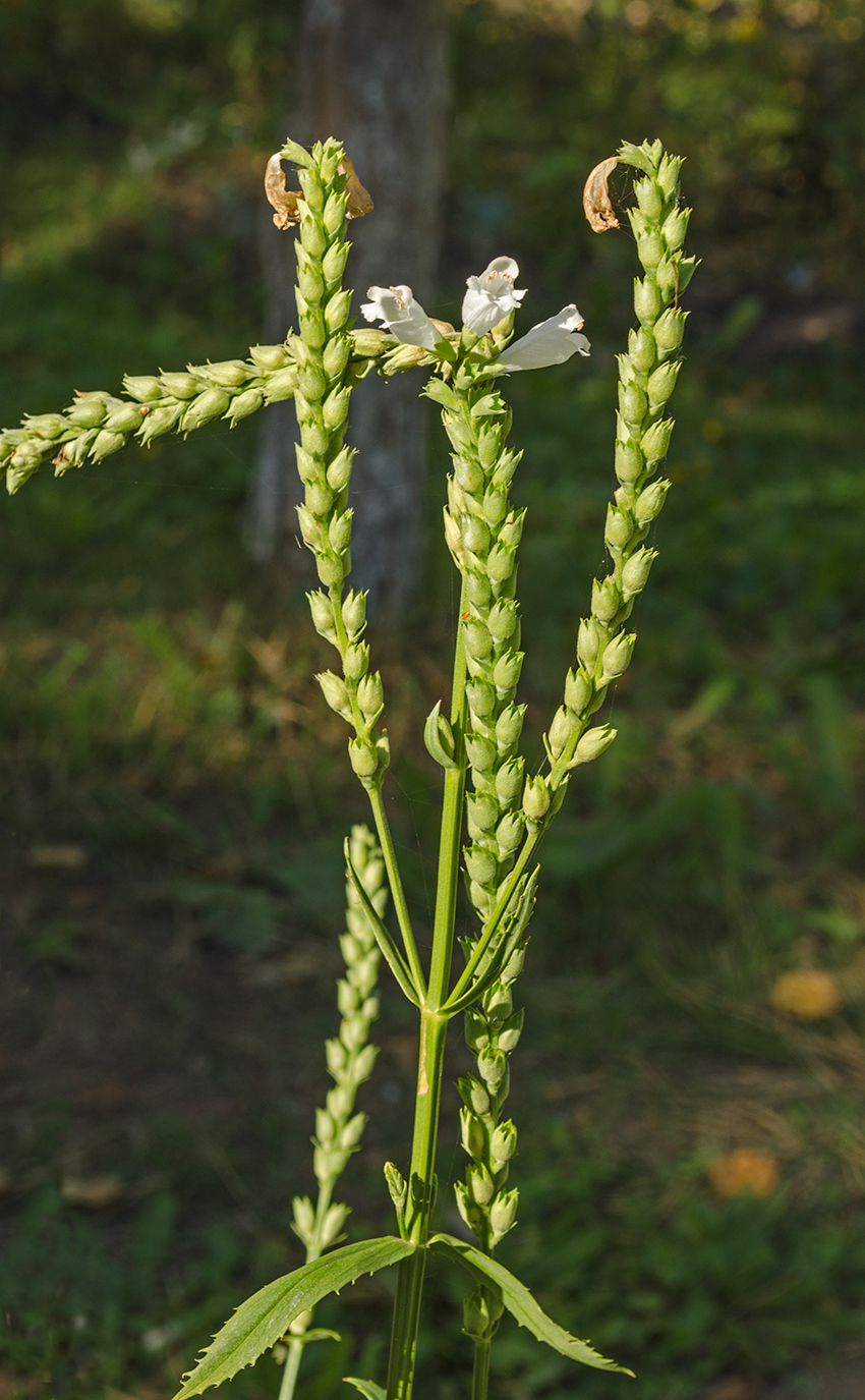 Image of Physostegia virginiana specimen.