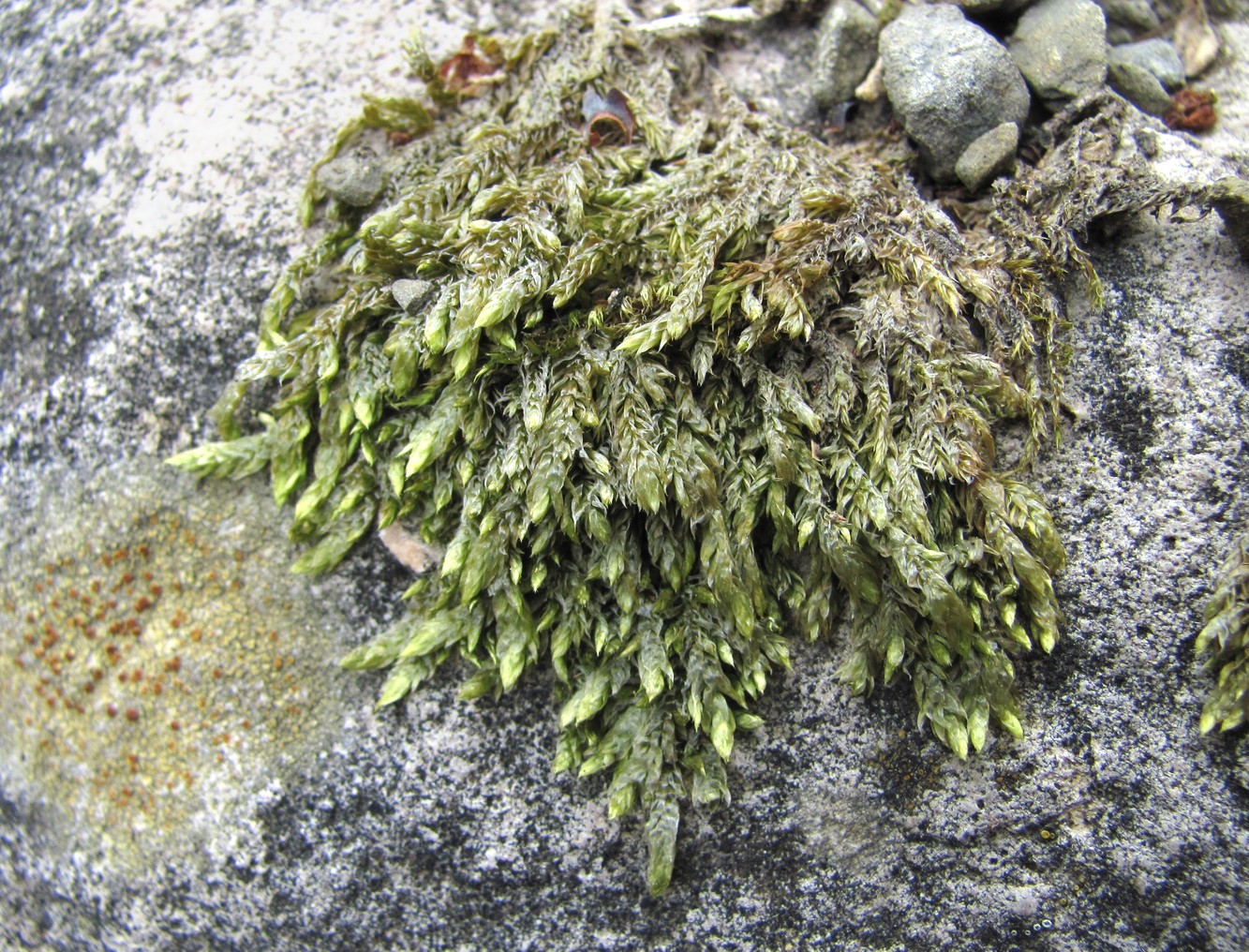 Image of class Bryopsida specimen.