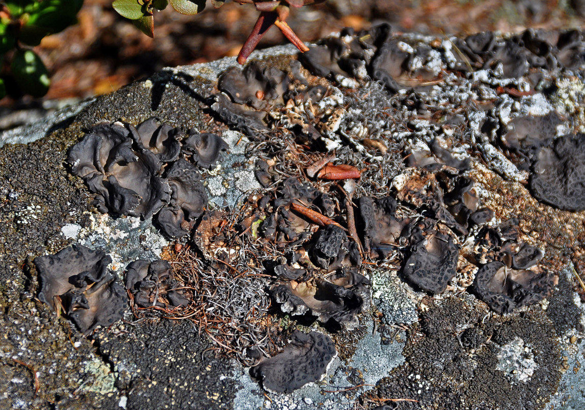 Image of genus Umbilicaria specimen.