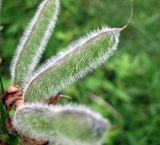 Lupinus polyphyllus. Незрелые плоды. Украина, Черкасская обл., Каневский р-н, Региональный ландшафтный парк \"Трахтемиров\", на краю леса. 4 июня 2010 г.