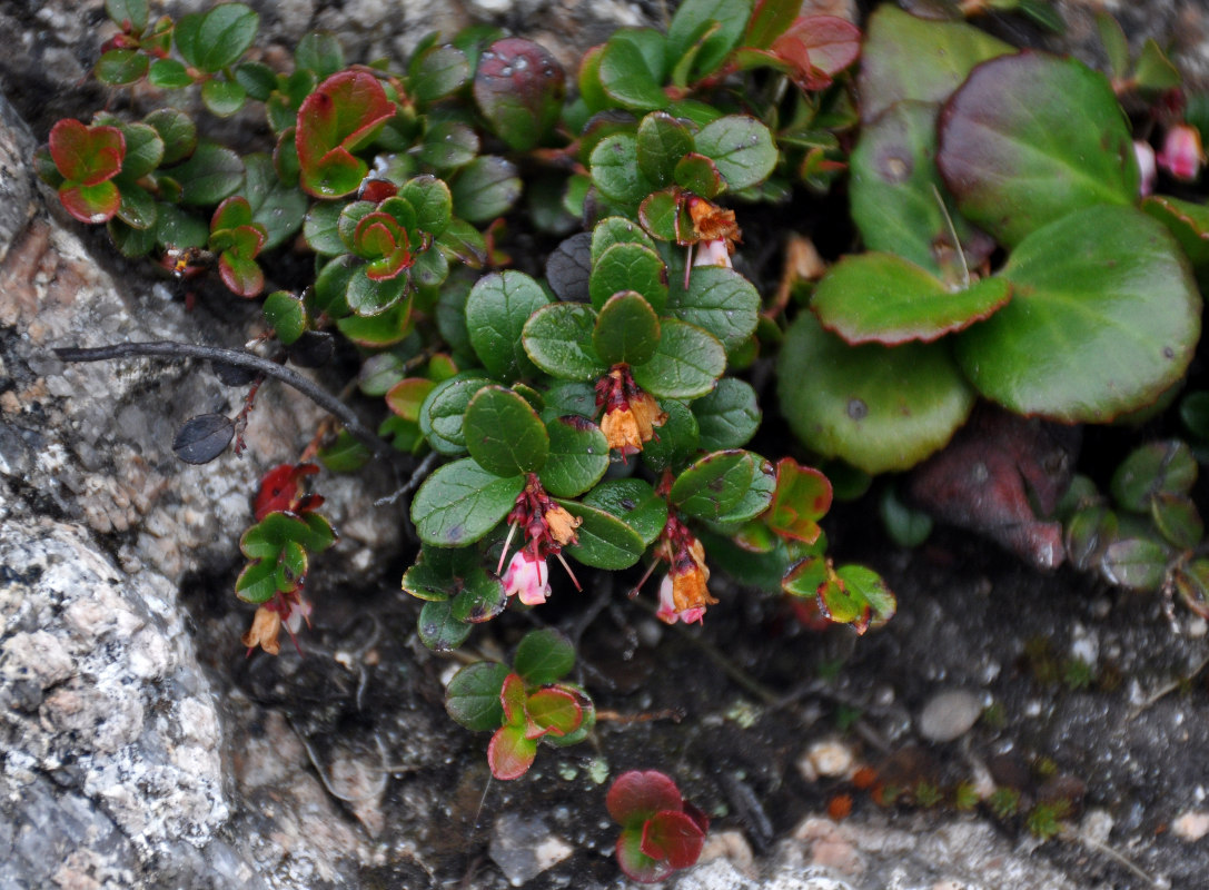 Image of Vaccinium vitis-idaea specimen.
