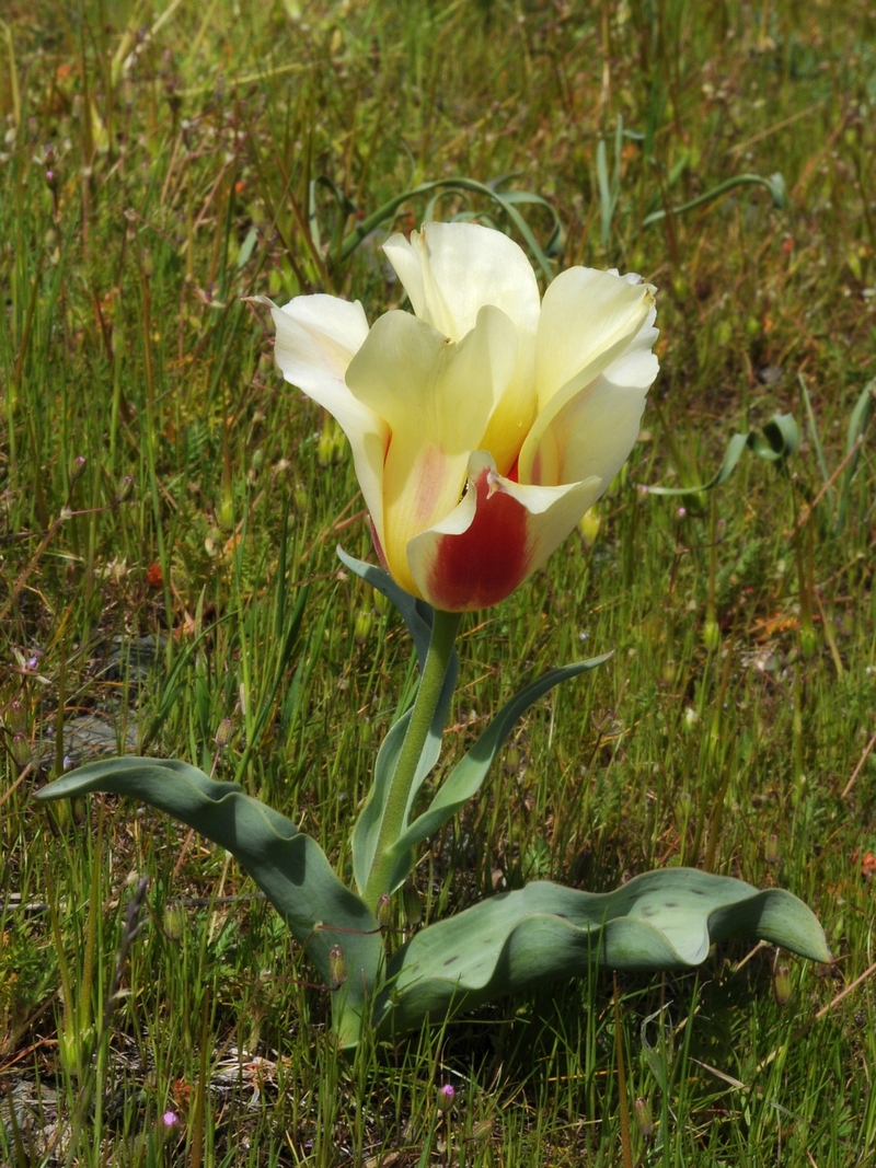 Изображение особи Tulipa greigii.