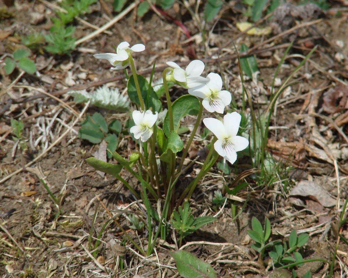 Image of Viola patrinii specimen.