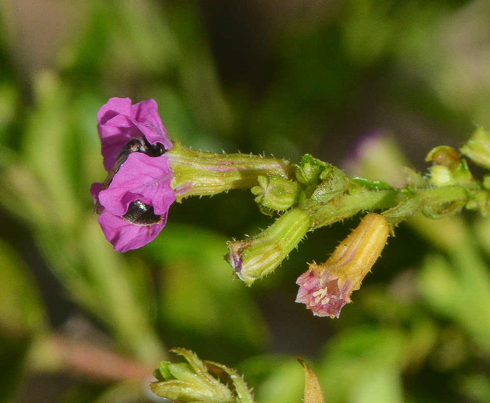 Изображение особи Cuphea hyssopifolia.