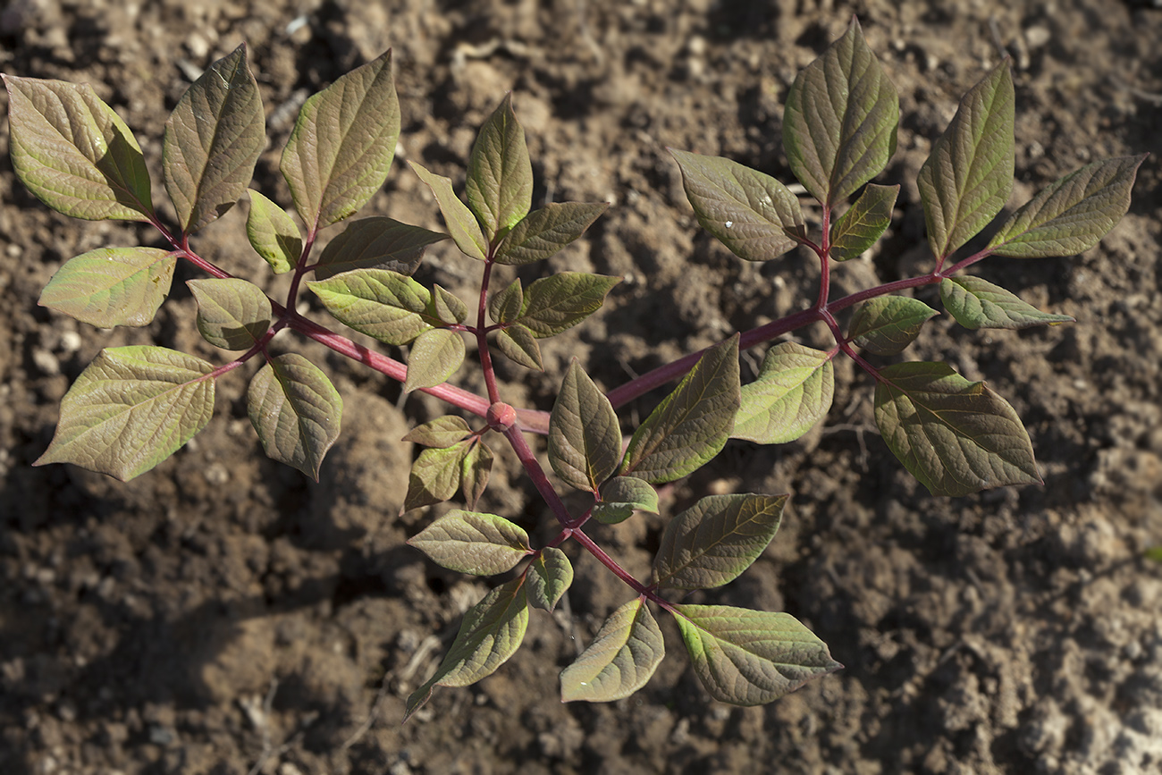 Image of Paeonia obovata specimen.