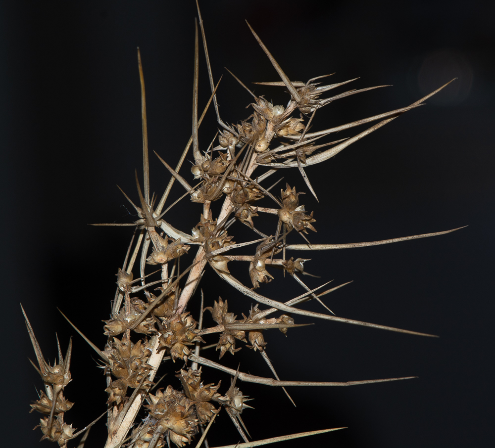Изображение особи Lomandra longifolia.
