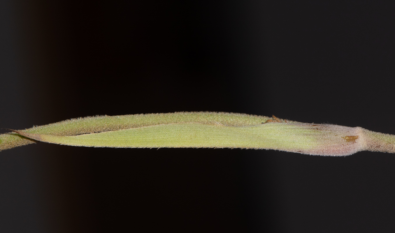Image of Conostylis candicans specimen.