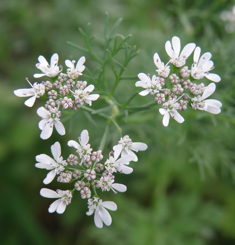 Image of Coriandrum sativum specimen.