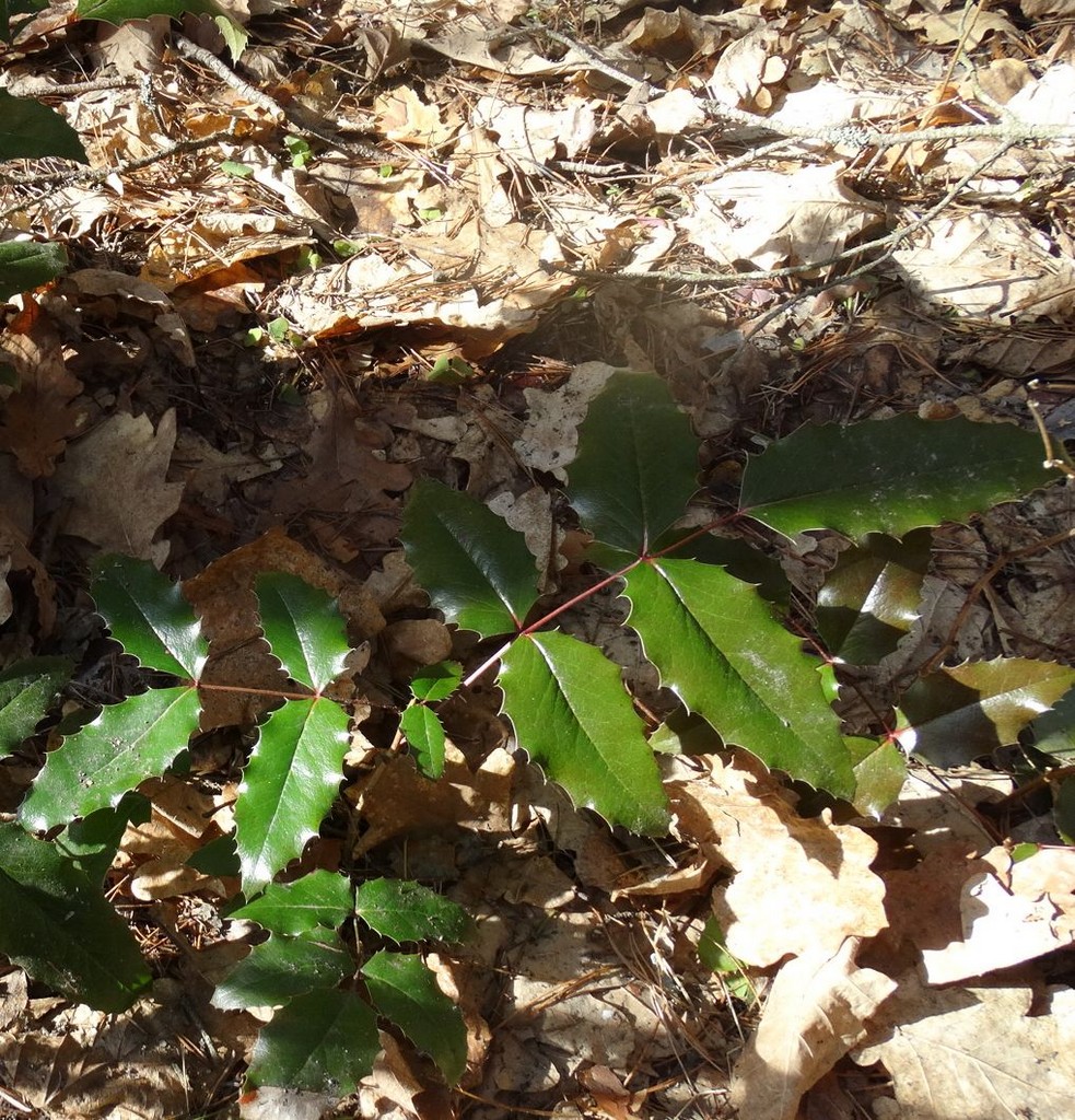 Image of genus Mahonia specimen.