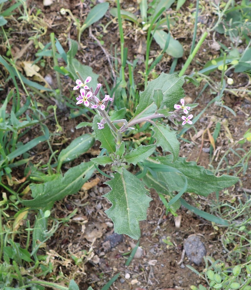 Изображение особи Strigosella africana.