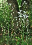 Ornithogalum arcuatum. Соцветия с цветками и завязавшимися плодами. Крым, окр. Феодосии, ур. Кизилташ, дно лесной балки с ручьем. 30 мая 2018 г.