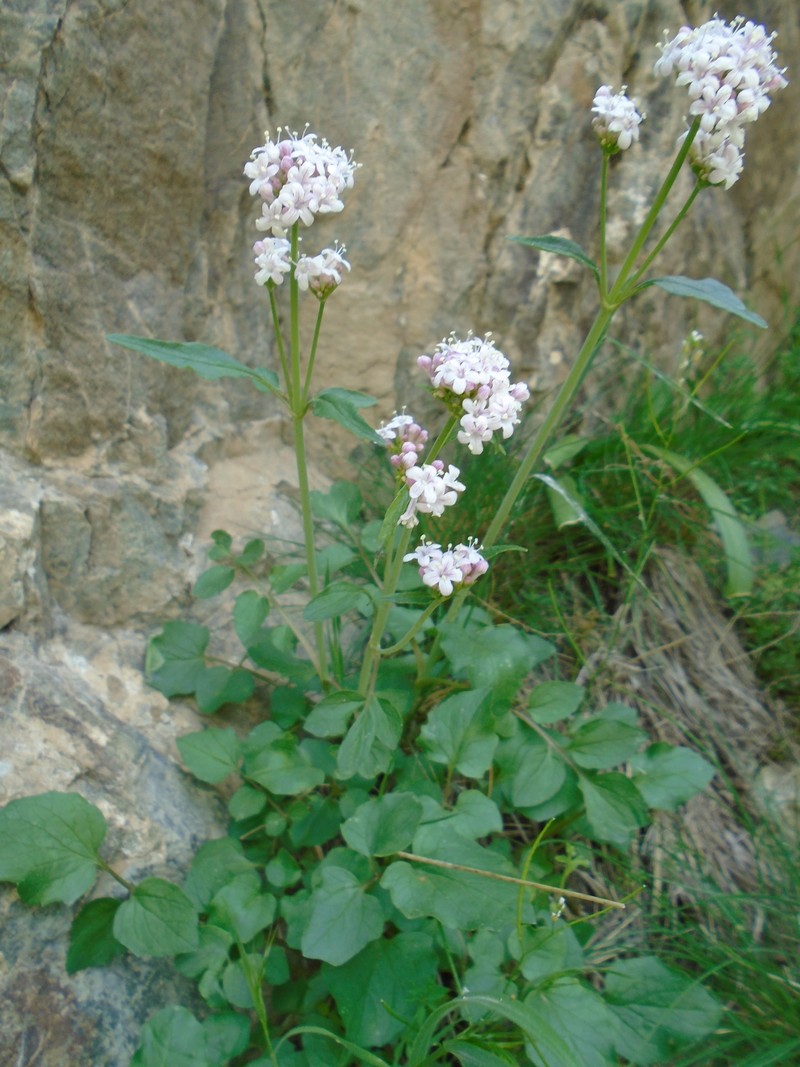 Изображение особи Valeriana sisymbriifolia.