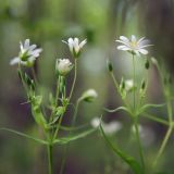 Stellaria holostea
