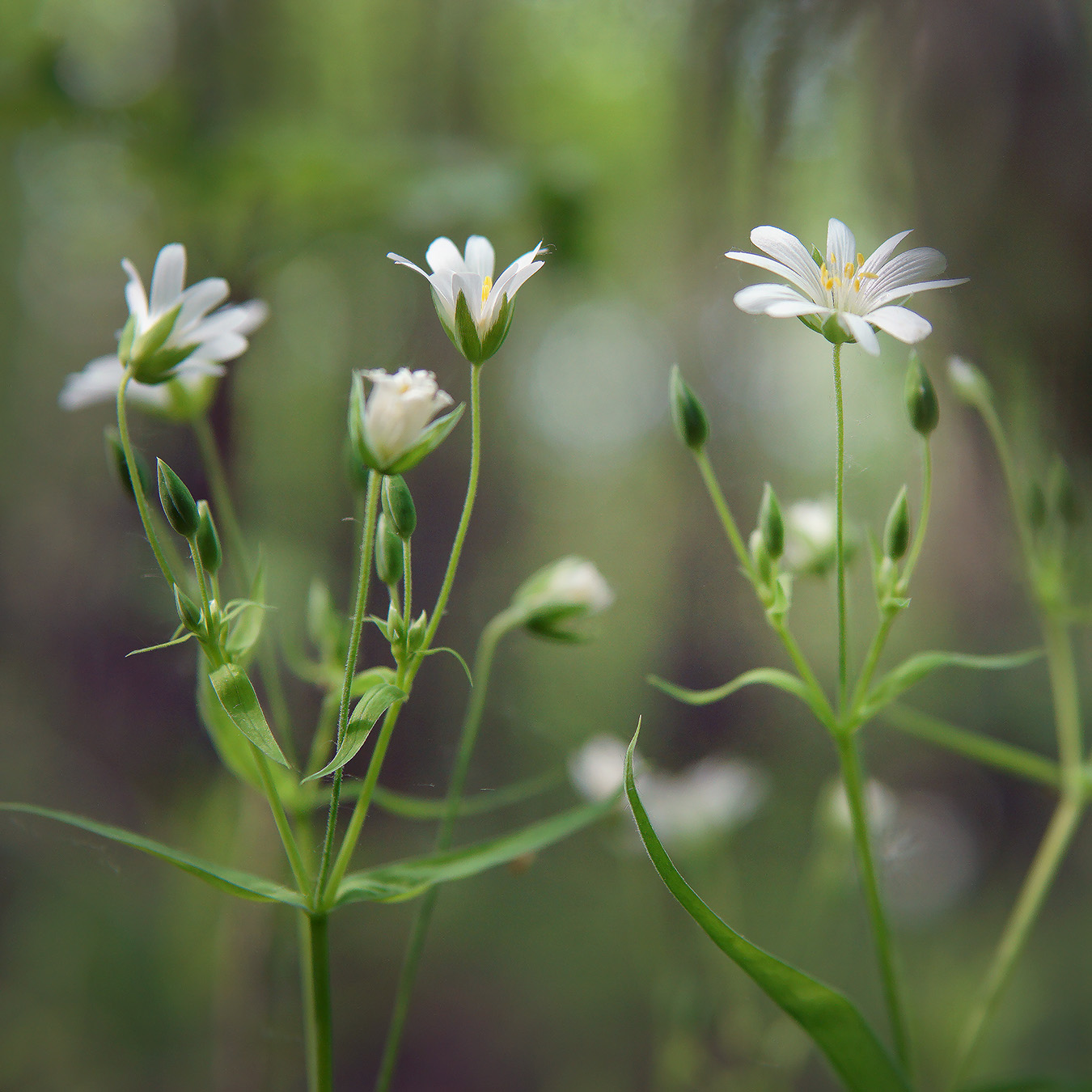 Image of Stellaria holostea specimen.