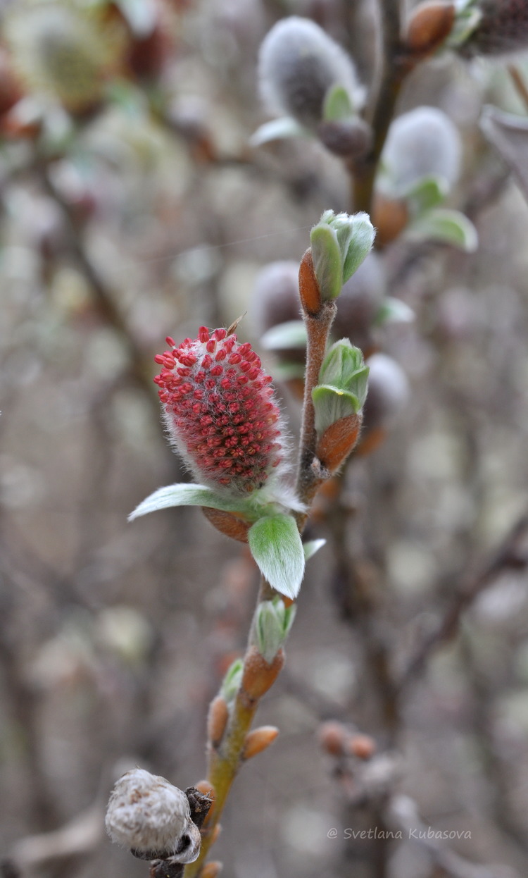 Image of Salix helvetica specimen.