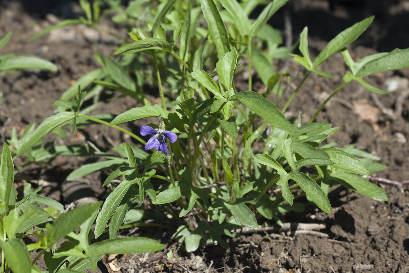 Изображение особи Viola palmata.