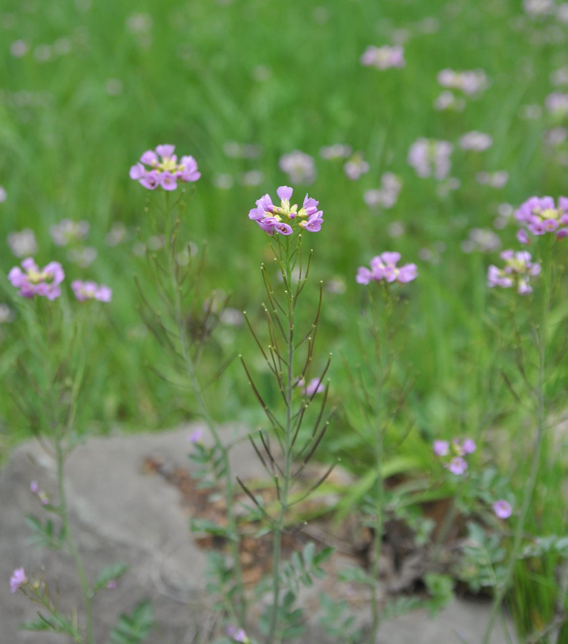 Image of Cardamine seidlitziana specimen.